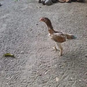 Rooster