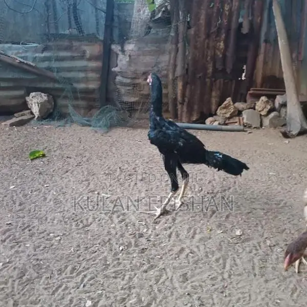 Rooster
