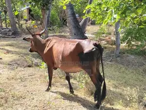 Paal Maadu
