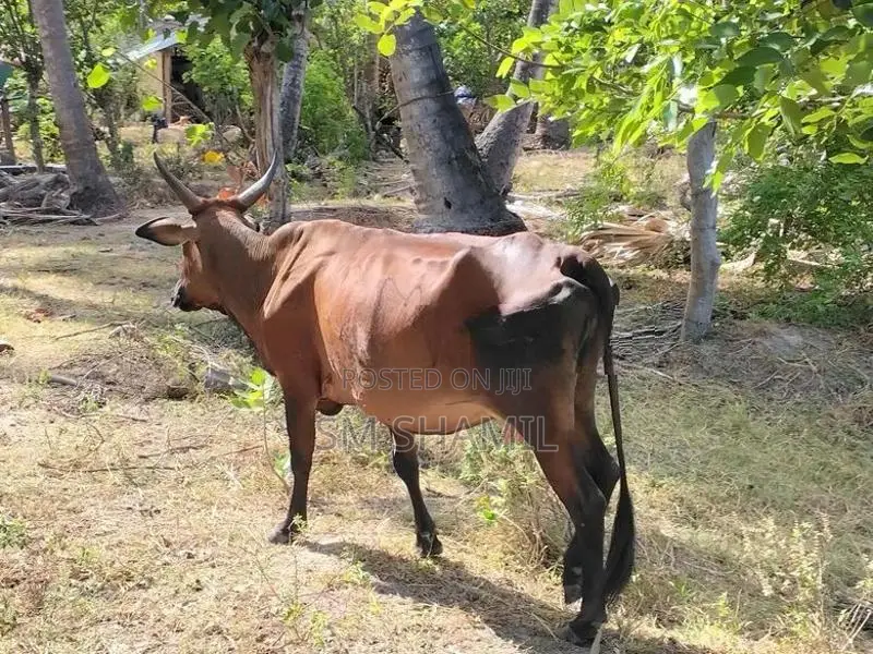 Paal Maadu