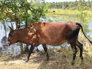 Paal Maadu