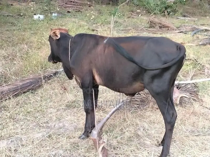 Paal Maadu