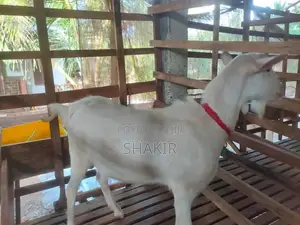 Saanen Male Goat