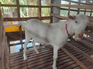 Saanen Male Goat