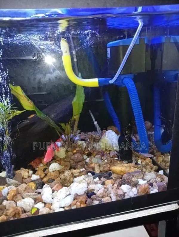 මසුන් සමග ටැංකිය
