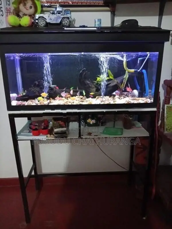 මසුන් සමග ටැංකිය