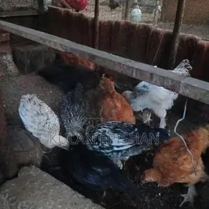 ஊர்க்கோழிக்குஞ்சு