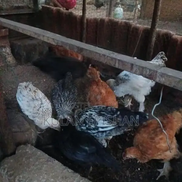 ஊர்க்கோழிக்குஞ்சு
