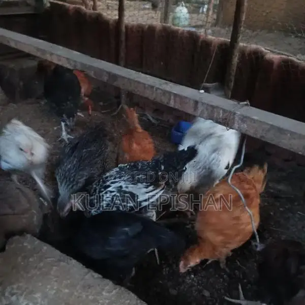 ஊர்க்கோழிக்குஞ்சு