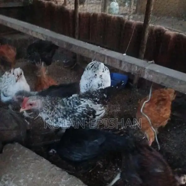 ஊர்க்கோழிக்குஞ்சு