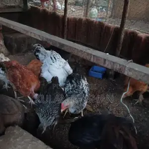 ஊர்க்கோழிக்குஞ்சு