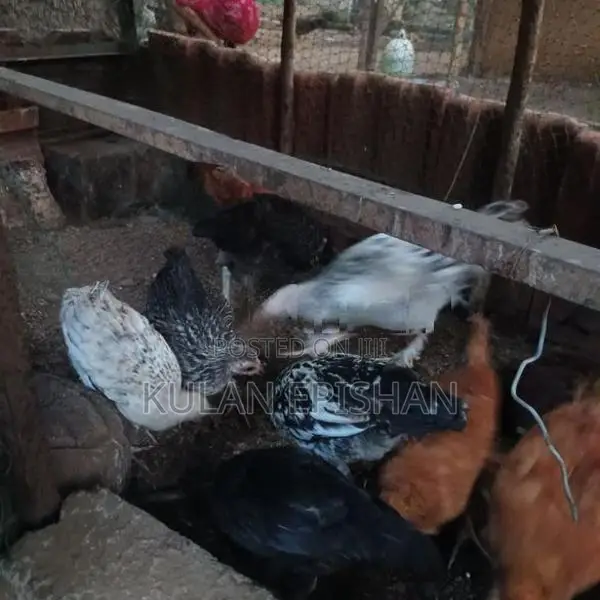 ஊர்க்கோழிக்குஞ்சு