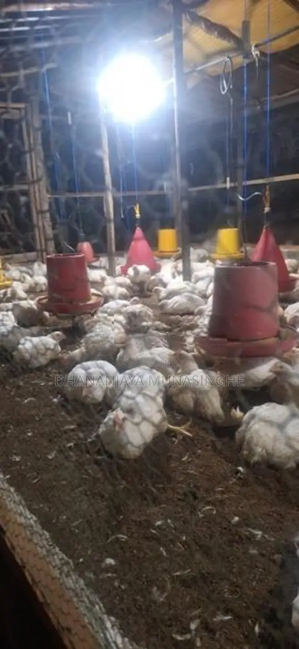 Broiler chicken
