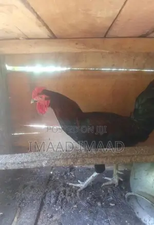 Chicken