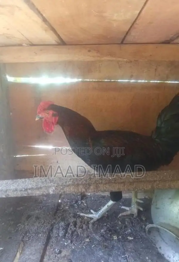 Chicken