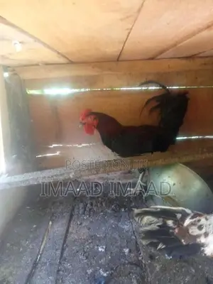 Chicken