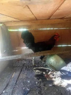 Chicken