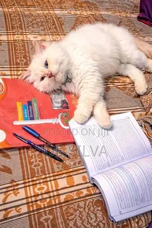 Persian Cat
