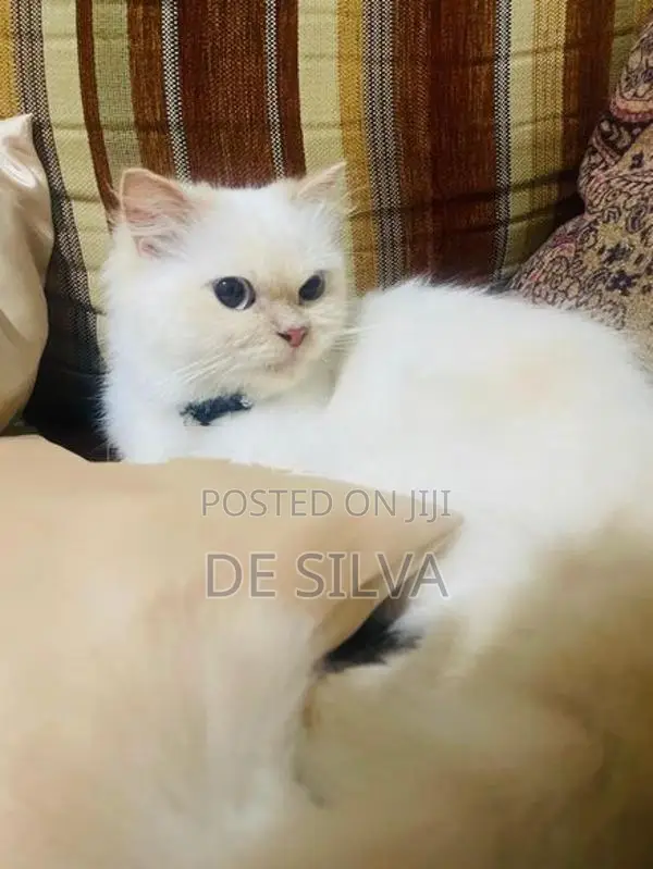 Persian Cat