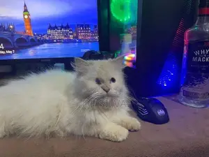 Persian Cat