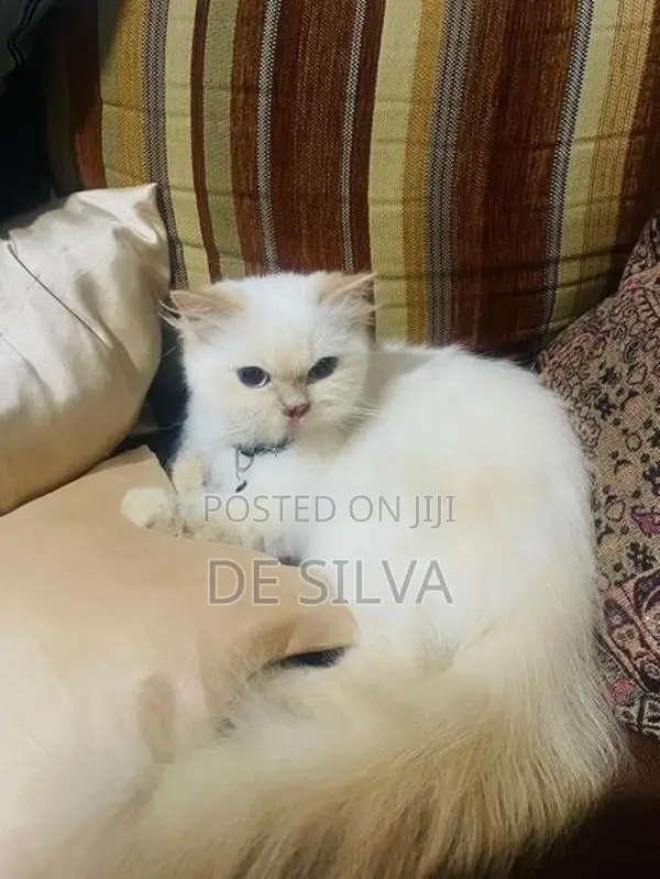 Persian Cat