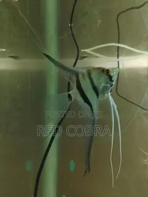 Angel Fish