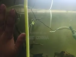Angel Fish