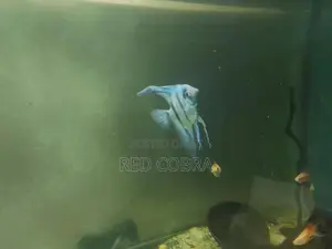 Angel Fish