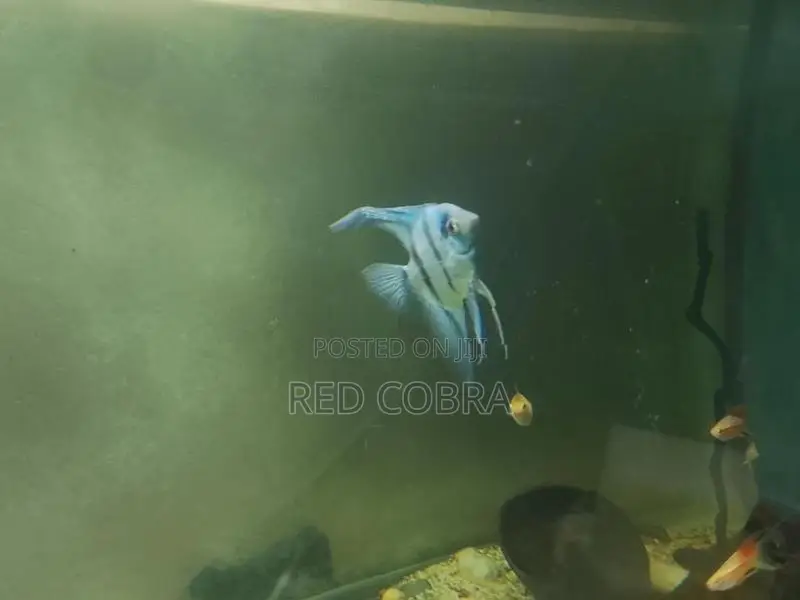 Angel Fish