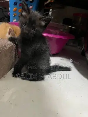 Persian Mix Cat