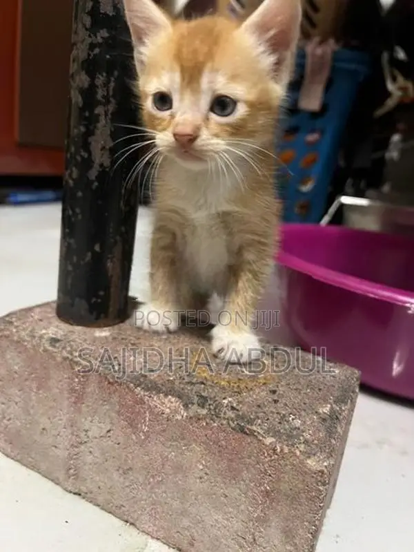 Persian Mix Cat
