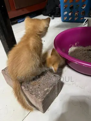Persian Mix Cat