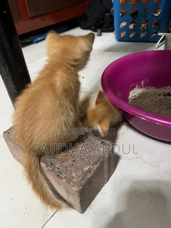Persian Mix Cat