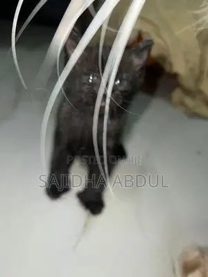 Persian Mix Cat