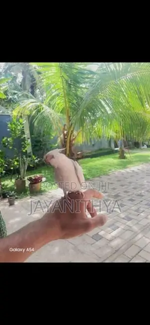 Cockatiel Birds