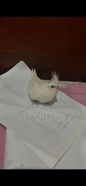 Cockatiel Birds
