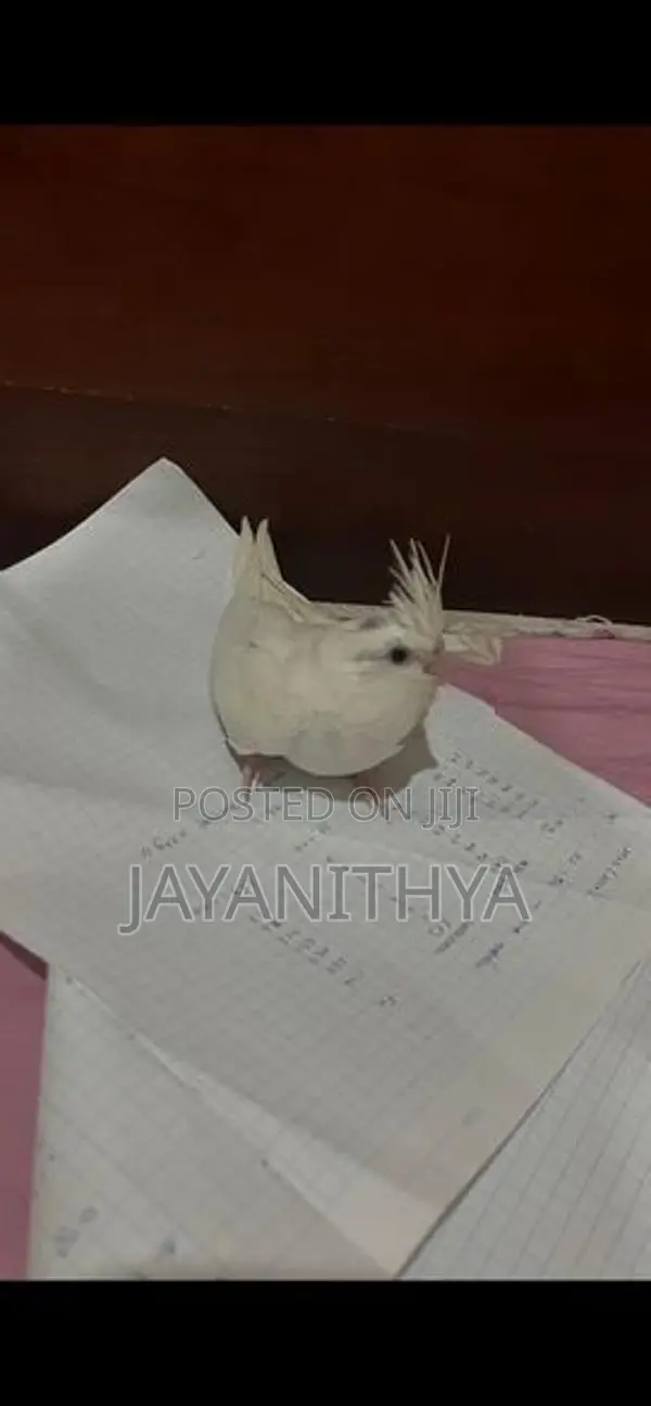Cockatiel Birds
