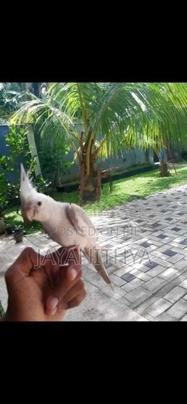 Cockatiel Birds