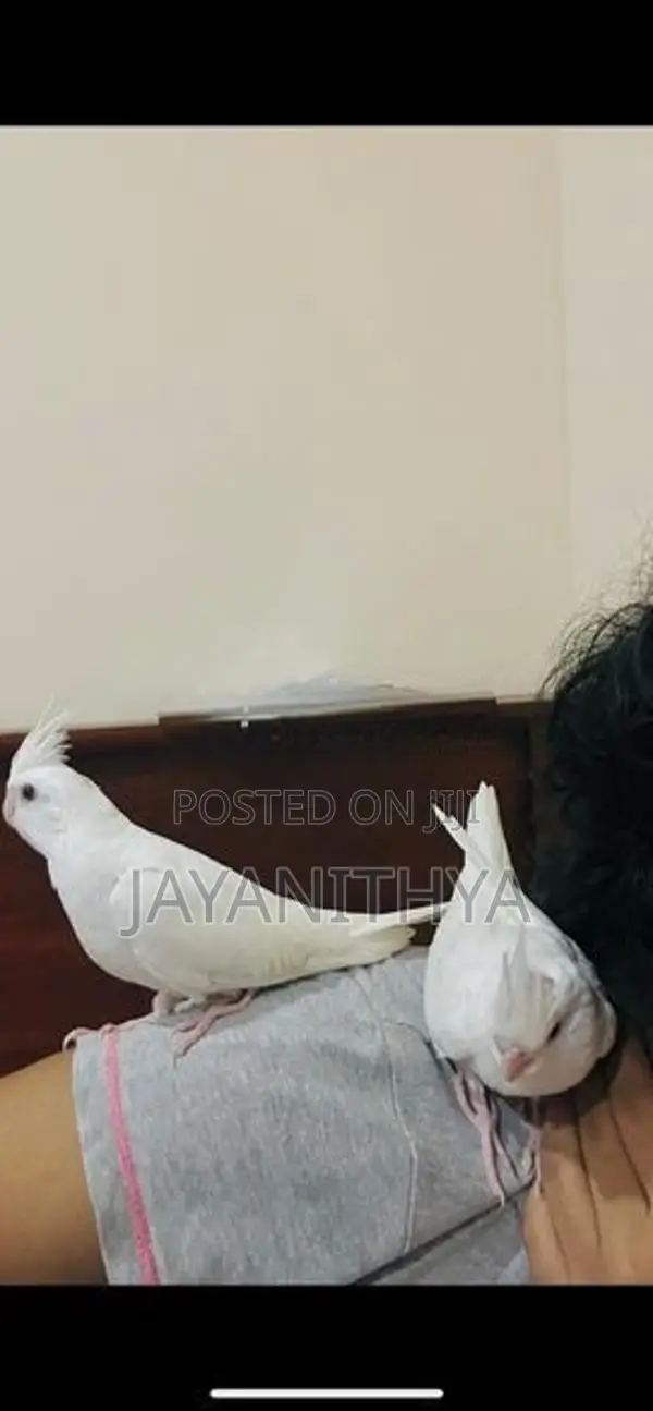 Cockatiel Birds