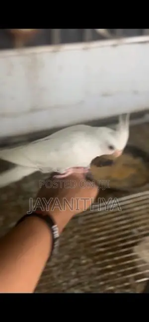Cockatiel Birds
