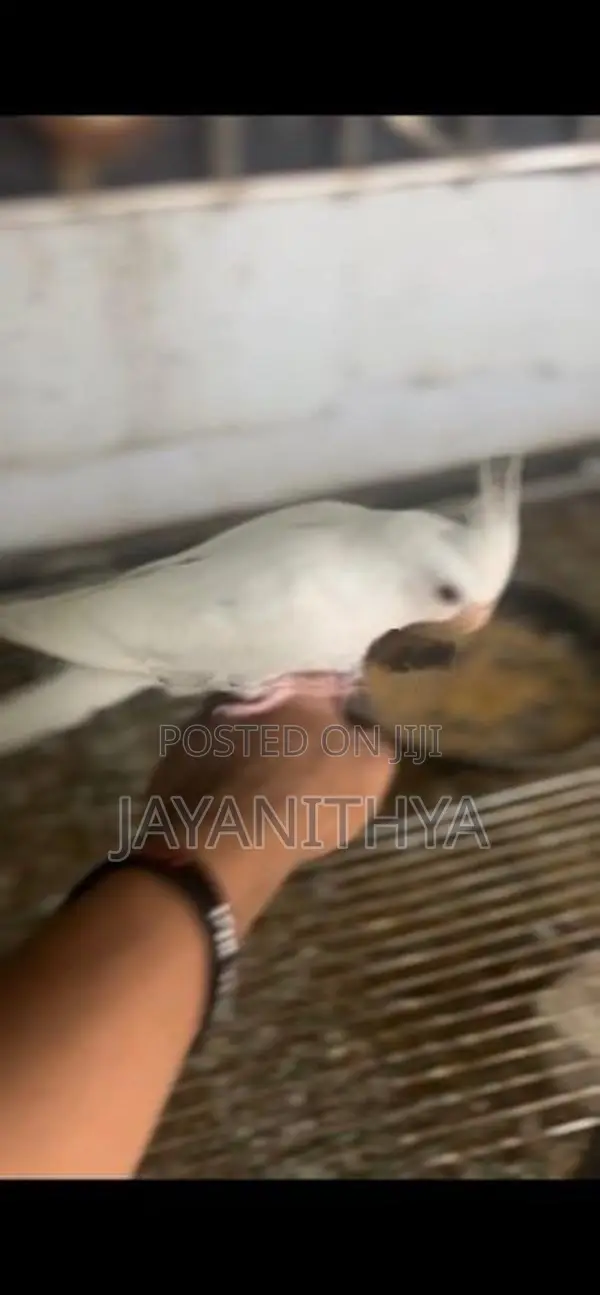 Cockatiel Birds