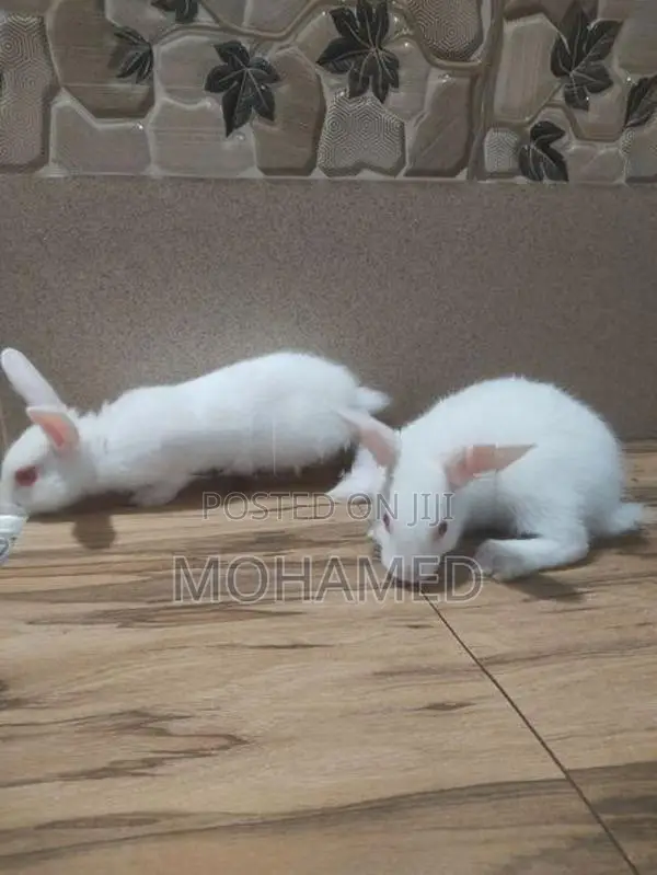 Rabbits