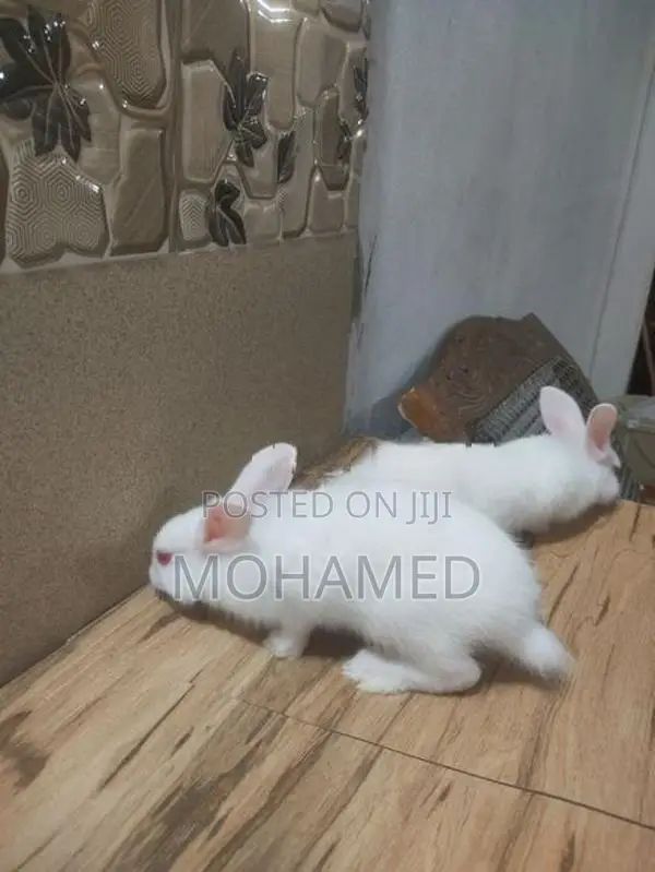 Rabbits
