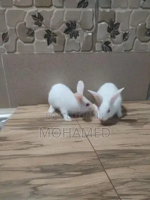 Rabbits