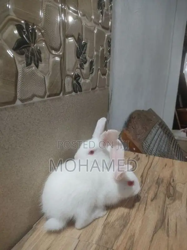 Rabbits