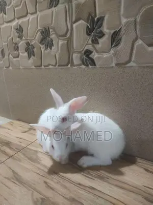 Rabbits