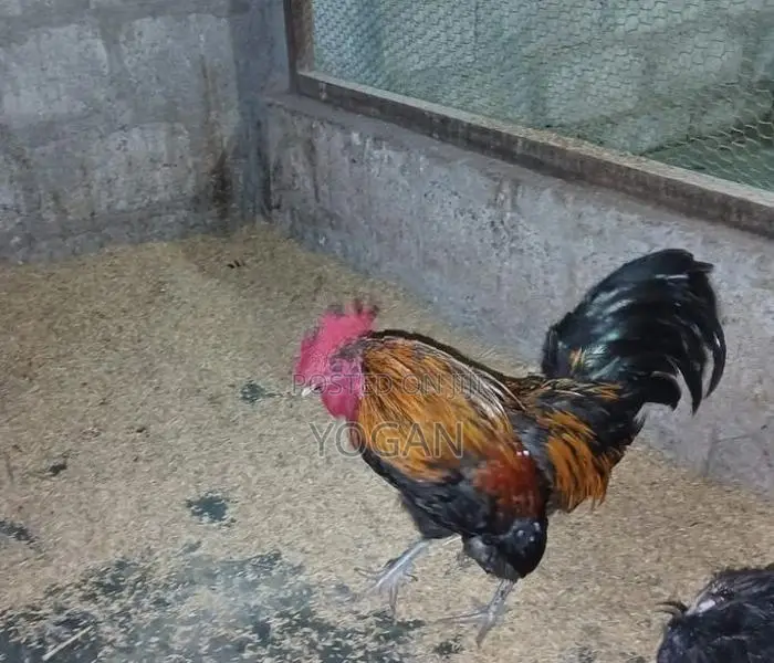 OEG Bantam Roosters