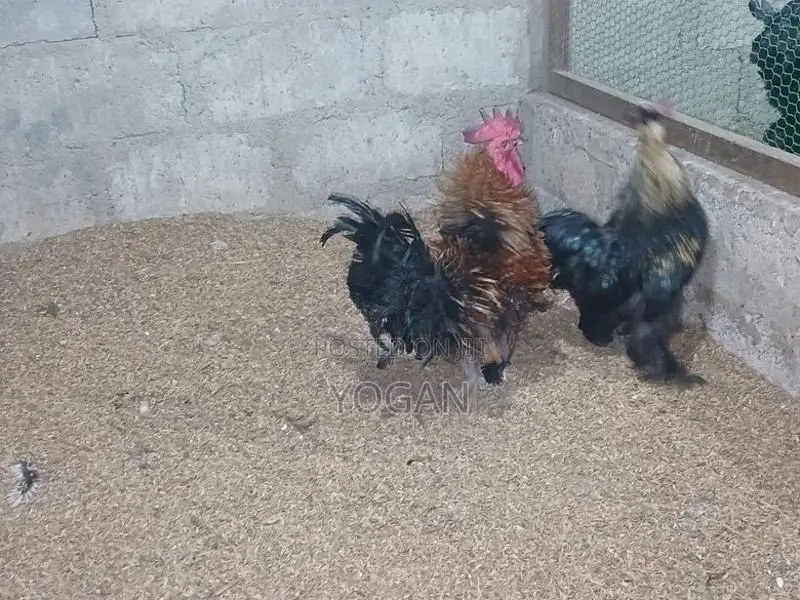 OEG Bantam Roosters