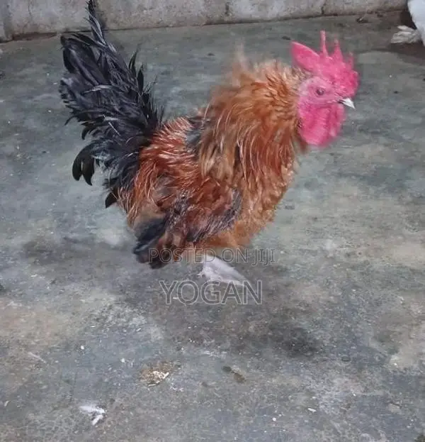 OEG Bantam Roosters