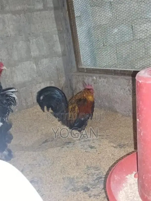 OEG Bantam Roosters